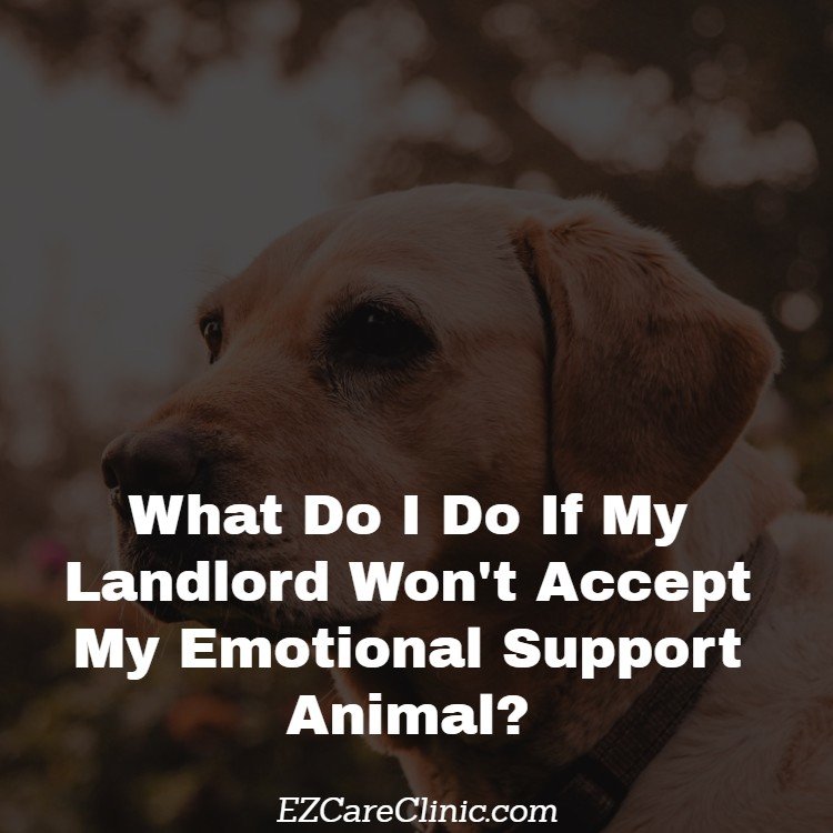 https://ezcareclinic.com/wp-content/uploads/2017/11/What-Do-I-Do-If-My-Landlord-Wonx27t-Accept-My-Emotional-Support-Animal_-First-Image.jpg