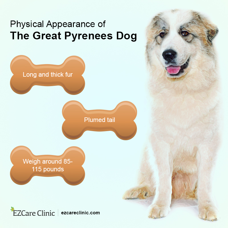 facts about great pyrenees dogs