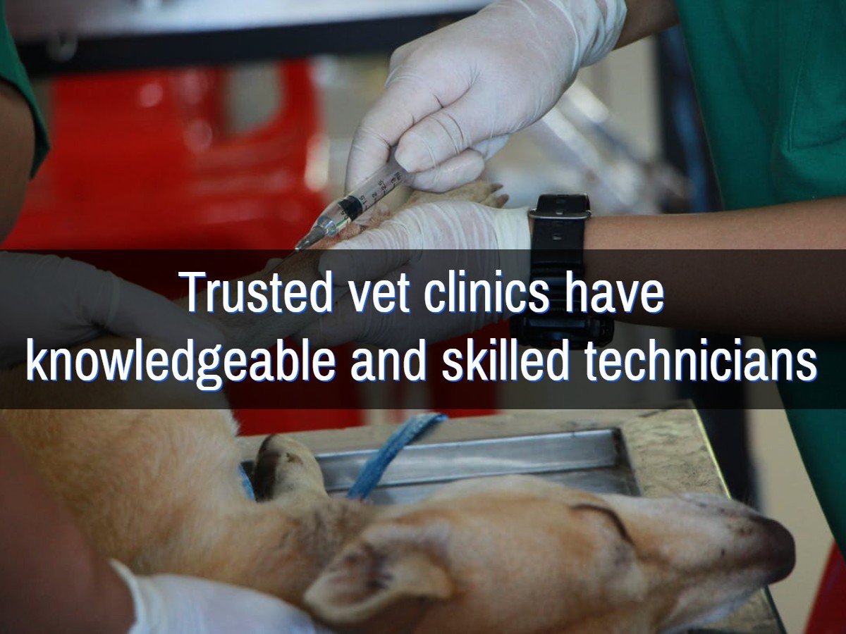 How To Find the Best Veterinarian Near Me - EzCare Medical Clinic