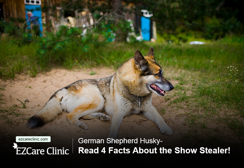 husky german shepherd mix