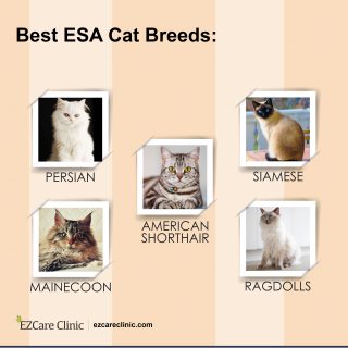 Best cat breeds for ESA