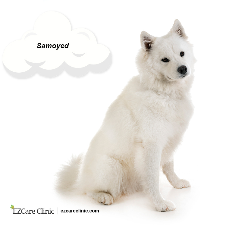 Samoyed Emotional Care Pet