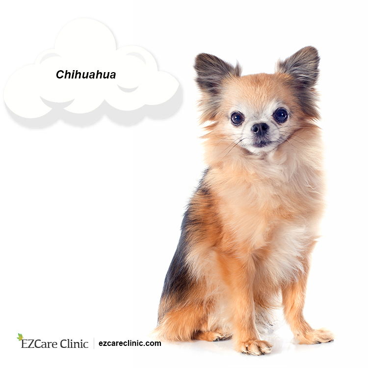 Emotional Support Animal Chihuahua