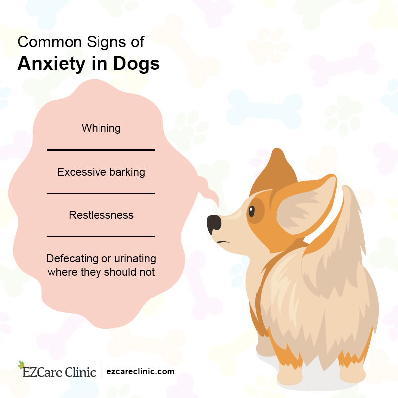 Anxiety symptoms in dogs 