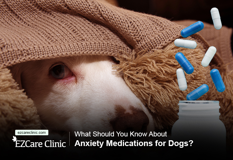anxiety meds for dogs